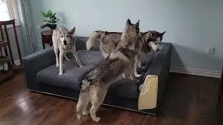 have YOU ever WATCHED HUSKIES PLAY FIGHT? #dogfight #dogsplaying #husky #dogs