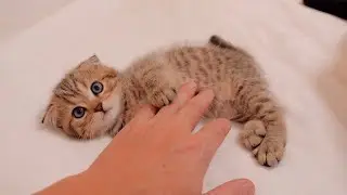 Милый котёнок, который подходит к своему хозяину, когда тот засыпает.