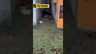 Welcome to Pet Haven &ndash; where loneliness no longer exists. #doglove #rescuedog #pets #pethaven