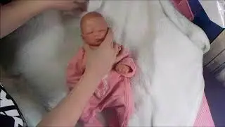Box packing of preemie reborn doll Kyrin by Stephanie Sullivan