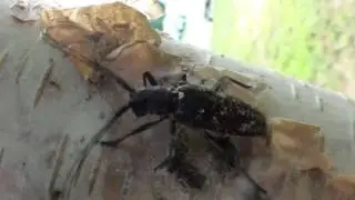 White-spotted Sawyer Beetle (Cerambycidae: Monochamus scutellatus) on the Move!