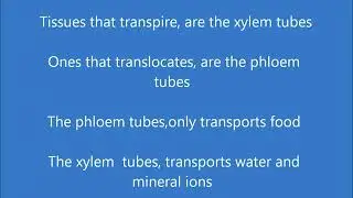 L weiwei - The Phloem & Xylem Song
