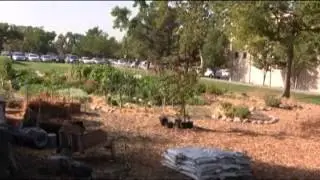 Edible Campus Gardens - A Student Perspective