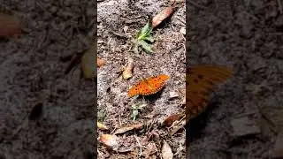 Butterfly Encounter #YouTubeShorts #Shorts