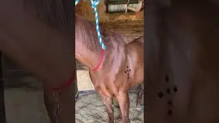 Broodmare
