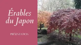 Mes érables du Japon - Monjardindansleslandes