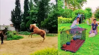 Hum Aur Parinday I I Humri Laadli Bhut Kush Aaj IPets Vlogs