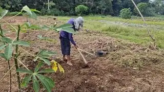 PRACTICAL TRADITIONAL RICE SEED PLANTING TRICK FARMERS MUST KNOW! -Agriculture Farming