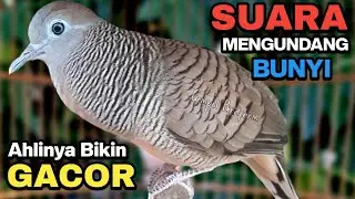Perkutut Lokal Gacor RAJA PIKAT Ahlinya Bikin Semua Burung Perkutut Gacor Nyaut.