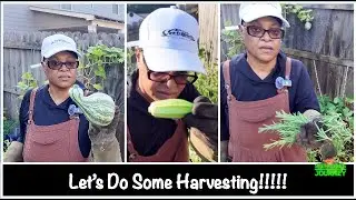 Garden Chores & Harvesting Food | Zone 8A GA | Urban Garden Ep 175 || Steffanie&rsquo;s Journey