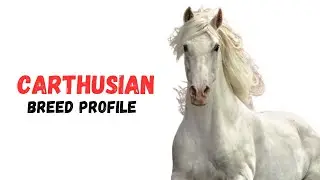 Carthusian Horse Breed Profile History - Price - Characteristics - Training - Grooming