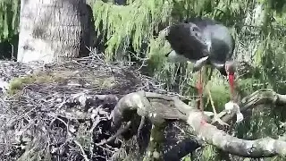 Must-toonekurg2~💔  Female removes two of her dead chicks~10:06 /11:13