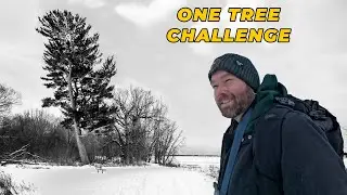 Nature Photography for Anxiety  &mdash; The 1 Hour Tree Challenge