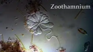 Zoothamnium