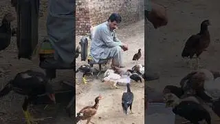 #aseelmurga #aseel #roosterfarm #birds#chicken#murga#youtubeshorts#desimurga#rooster #shorts