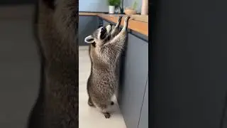 Raccoon Goes For Ride Through The Park #animals #wildlife #cute