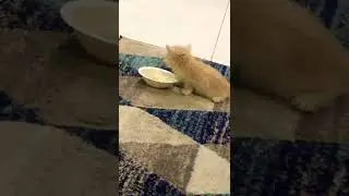 Drinking soup🥰🥰#youtube #shorts #kitten #youtubeshorts