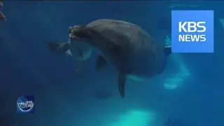 DEATH OF DOLPHIN AND ANIMAL CRUELTY / KBS뉴스(News)