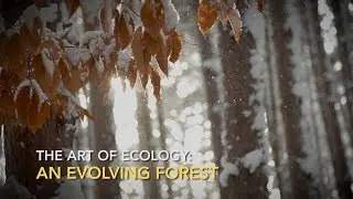 The Art of Ecology: An evolving forest