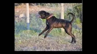 Cane da Presa Meridionale