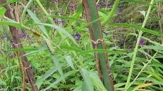 Balloon milkweed with Monarch butterfly caterpillars 8.24.25