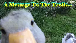 Pilgrim Geese Attack Camera - Bombastic Side Eye Ending (Hilarious Antics)