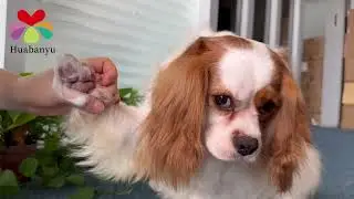 Pet paw clean foam (fragrance free)