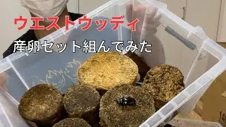 ウエストウッディ　産卵セット組んでみた