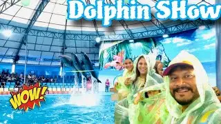 World's Best Dolphin Show🐬 🏝️ || Phuket Thailand || #dolphin #phuket #viral 