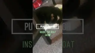 My Tuxedo cat loves Catnip!🐈❤