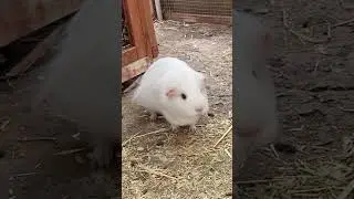Beautiful Guinea pig Marshmallow