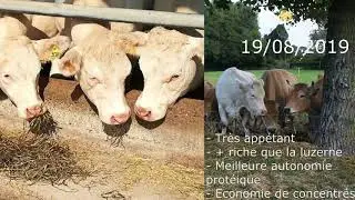 Option 3/1 : Du fourrage de qualité en cas de pénurie