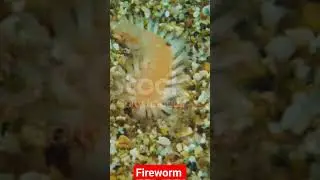Fireworm #snake #animal #cutebabyanimals #fish #poisondartfrog #viralvideo #worldsnake #nature