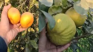 Kinnow Orange Plant Care & Growth Tips | Fruit Size Increase & Fruit Drop Solution