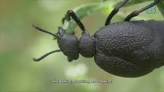 Central pattern generator and dynamic threshold guide robotic hexapod over rough terrain