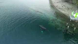 Humpback 