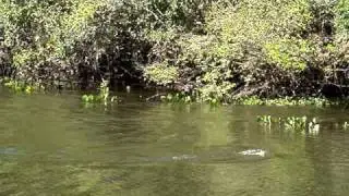 Pantanal Tours Guide