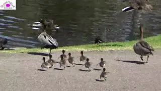 Whenever dogs approaching, Ducklings running to water for safety