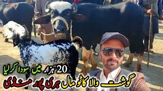 Haripur Bakra Mandi Latest Update December 2024 | Katto Mall