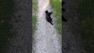 Cat outside playtime...rolling in the rocks?! 🙄💜 (Dolly) #cat #outdoors #catlover #cats