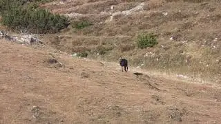 Inseguimento camosci alpini (Rupicapra rupicapra) in amore