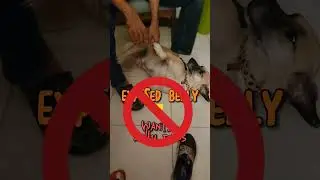 3 of the WORST Dog Myths