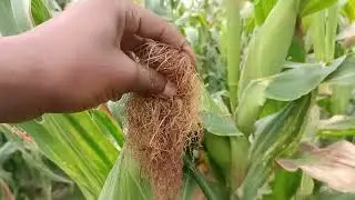 Beer Galleyda si cajiib ah uga baxeyso. An amazing Maize farm