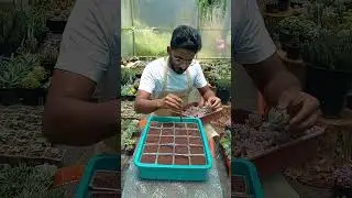 Propogation of Purple delight succulent!