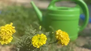 NO running water?!&hellip;💦 How do we water our garden?