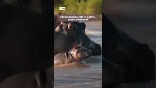 Hippo Dad Guides His Calf Out of a Dangerous Current 🦛🌊🛡️ #Wildlife #AnimalInstinct #Hippo #Shorts