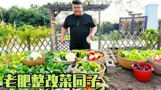 老肥凌晨 4 点开干菜园整改！看到最后才知道，农村生活有多爽！
