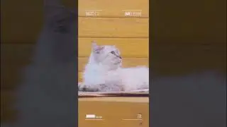 #catmeme #catvideos #adorableanimalbabies #babyanimallove