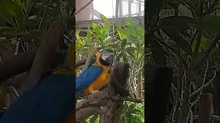 This Colorful Macaw Will Blow Your Mind! 🦜🔥| Dubai Safari Park | Nature&rsquo;s Flying Art Blue and Yellow