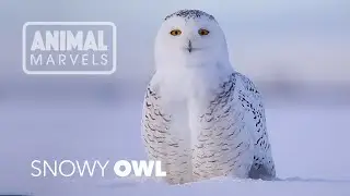Why the Snowy Owl is The Most Majestic Hunter of the Arctic